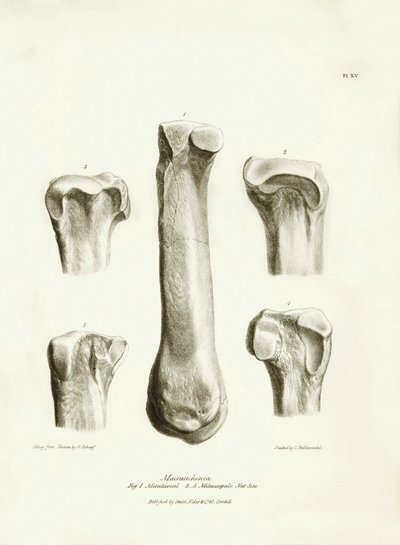 Fossil bones (metatarse and metacarp) of the disappeared prehistoric animal Macrauchenia described by Charles Darwin during his expedition aboard the Beagle. Plate from The Zoology of the voyage of H.M.S. Beagle under the command of Captain Fitzroy by Unbekannter Künstler