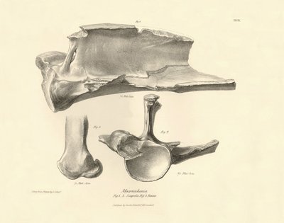 Fossil bones (scapula) of the disappeared prehistoric animal Macrauchenia described by Charles Darwin during his expedition aboard the Beagle. Plate from The Zoology of the voyage of H.M.S. Beagle under the command of Captain Fitzroy during the years 1832 by Unbekannter Künstler
