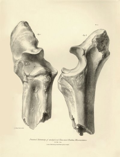 Fossil bones (ulna and radius) of the disappeared prehistoric animal Macrauchenia described by Charles Darwin during his expedition aboard the Beagle. Plate from The Zoology of the voyage of H.M.S. Beagle under the command of Captain Fitzroy during the yea by Unbekannter Künstler