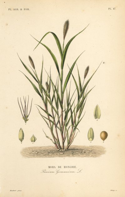 Foxtail millet or Italian millet by Unbekannt