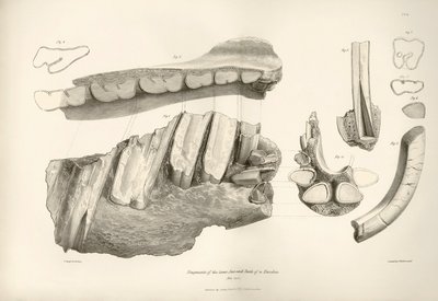Fragment of Jaw and Teeth of Toxodon, Found by Charles Darwin Near Montevideo, Uruguay During His Exploration Journey Aboard the Beagle by Unbekannter Künstler
