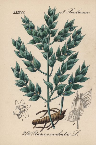 Fragon False Holly or Small Holly - Butcher
