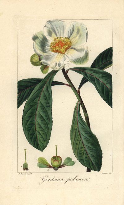 Franklin Tree, Native to America, Extinct in the Wild by Unbekannter Künstler