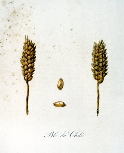 French 19th century illustration of ears of corn by Unbekannter Künstler