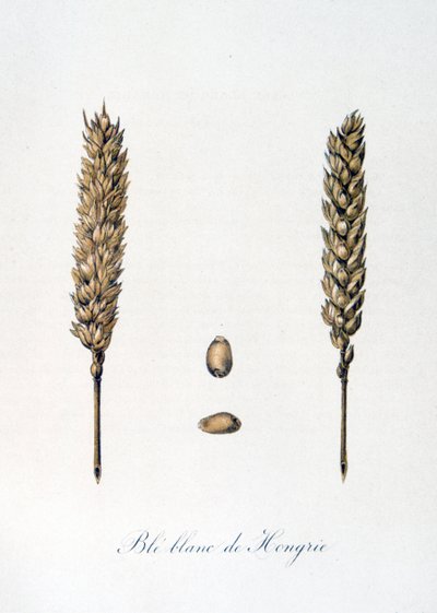 French 19th century illustration of ears of corn by Unbekannter Künstler
