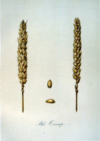 French 19th century illustration of ears of corn by Unbekannter Künstler