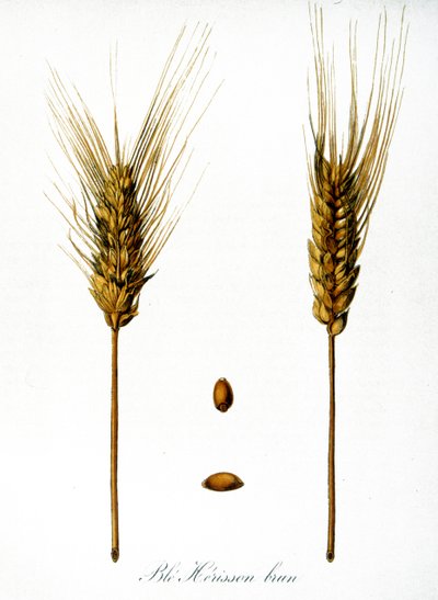 French 19th century illustration of ears of corn by Unbekannter Künstler