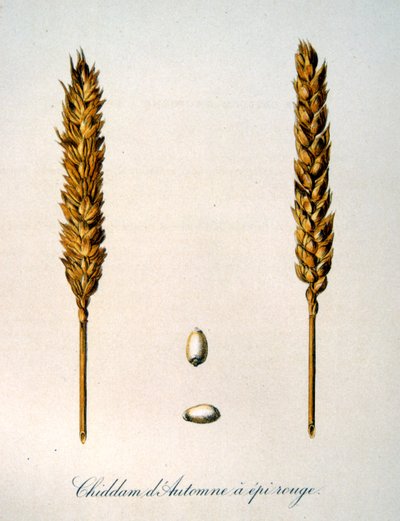 French 19th century illustration of ears of corn by Unbekannter Künstler