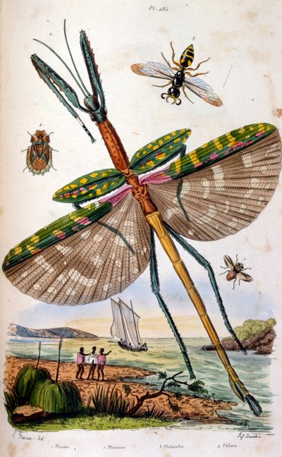 French. Coloured illustration. dated circa 1884. depicting various tropical insects including a large dragon fly by Unbekannter Künstler