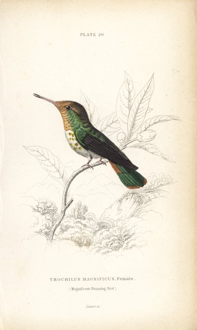 Frilled Coquette, Lophornis Magnificus, Female. Handcoloured Steel Engraving by William Lizars from Sir William Jardine