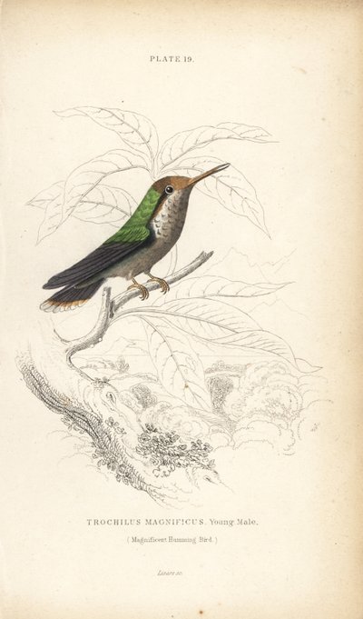 Frilled coquette, Lophornis magnificus, young male (Magnificent hummingbird, Trochilus magnificus). Handcoloured steel engraving from Sir William Jardine