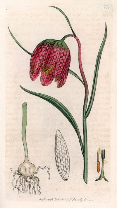 Fritillaria Guinea Fowl or Checkerboard (Smith