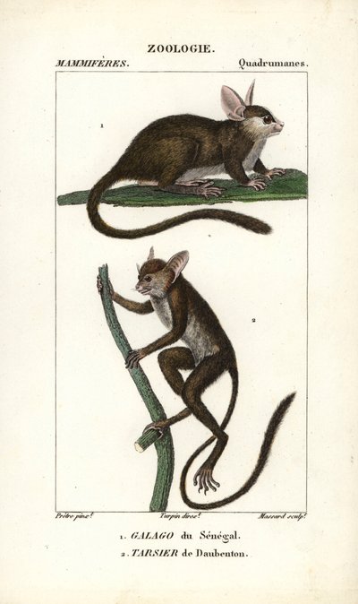 Senegal Galago and Daubenton