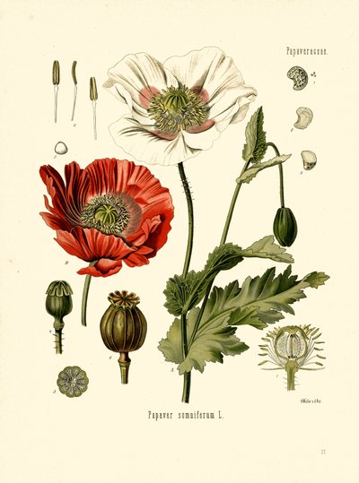 Garden Poppy by Unbekannter Künstler