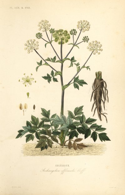 Garden angelica or wild celery, Angelica archangelica by Unbekannt