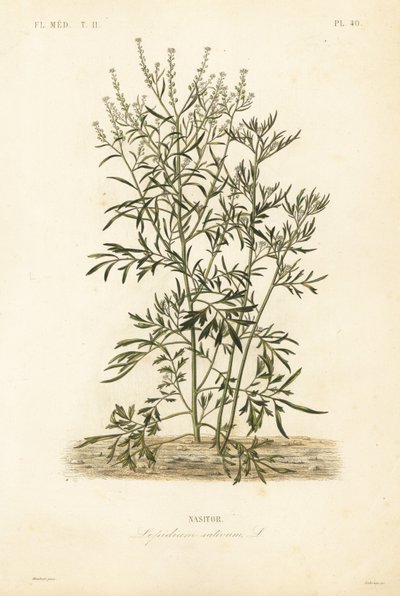 Garden cress, mustard and cress or pepperwort by Unbekannt
