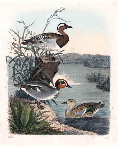 Garganey - Summer Teal, Anas Querquedula, and Common Teal - Winter Teal, Anas Crecca, Male and Female. Handcoloured Lithograph from Carl Hoffmann