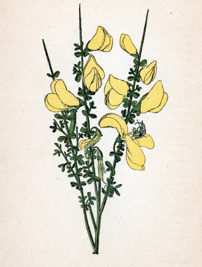 Genet a Broom (Cytisus Scoparius) from Atlas Colorie des Plantes Medicinales by Paul Hariot by Unbekannter Künstler