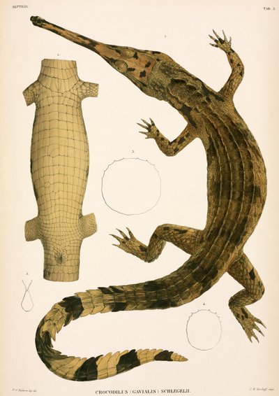 Gharial, Indonesia by Unbekannter Künstler
