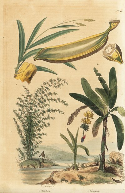 Giant Thorny Bamboo Plant and Banana Tree with Fruit and Cross Section by Unbekannt