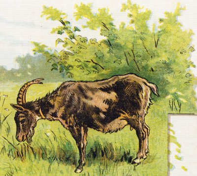 Goat grazing grass. Engraving in "ABC L