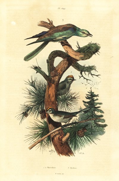 Goldcrests and European roller by Unbekannt
