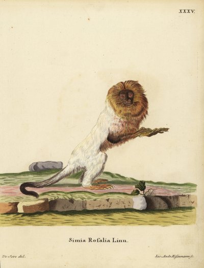 Golden Lion Tamarin or Golden Marmoset, Leontopithecus rosalia. Endangered. Simia rosalia Linn. Handcoloured copperplate engraving by Jakob Andreas Eisenmann after an illustration by Jacques de Seve from Johann Christian Daniel Schreber