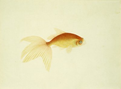 Goldfish by Unbekannt