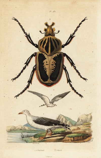 Goliath beetle and common gull by Unbekannt