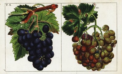 Grape varieties, Vitis vinifera by Unbekannter Künstler