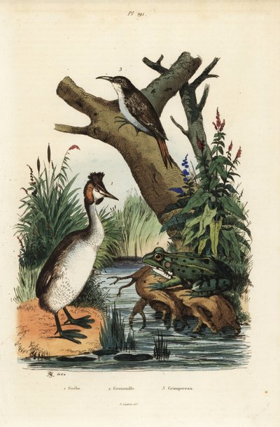 Great crested grebe, green frog, and Eurasian treecreeper by Unbekannt
