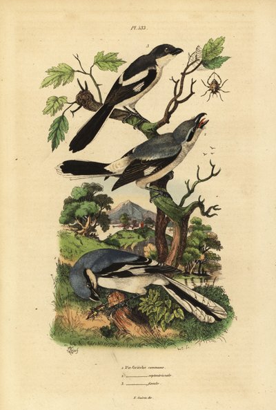 Great grey shrike, Lanius excubitor, grey-backed fiscal, Lanius excubitoroides, and fiscal shrike, Lanius collaris by Unbekannt