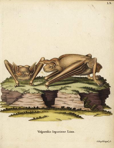 Greater Bulldog Bat, Noctilio leporinus. Vespertilio leporinus Linn. Handcoloured copperplate engraving by Johann Nussbiegel from Johann Christian Daniel Schreber
