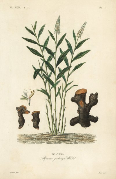 Greater galangal or Thai galangal by Unbekannt