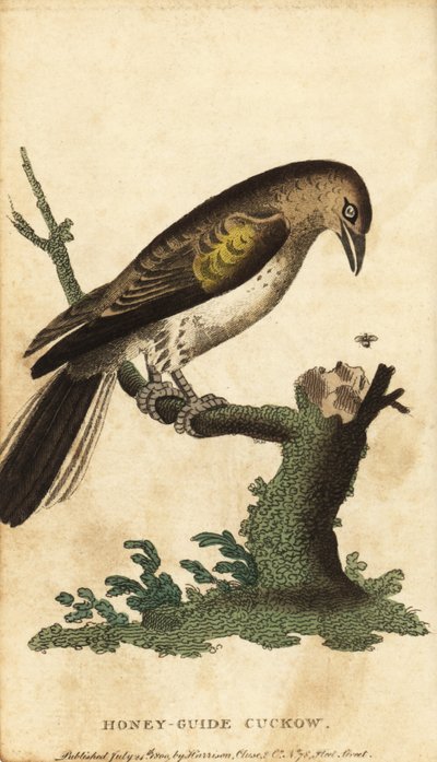 Greater Honeyguide, Indicator indicator, 1800 (engraving) by Unbekannter Künstler