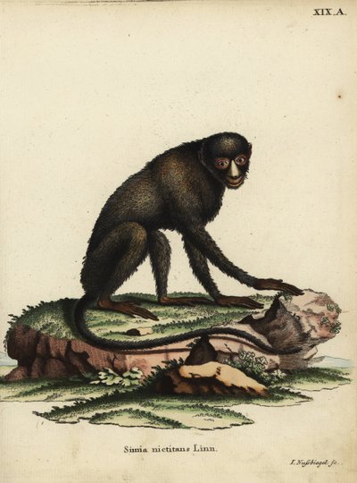 Greater Spot-nosed Monkey or Putty-nosed Monkey. Cercopithecus nictitans. Simia Nictitans Linn. Handcoloured copperplate engraving by Johann Nussbiegel from Johann Christian Daniel Schreber