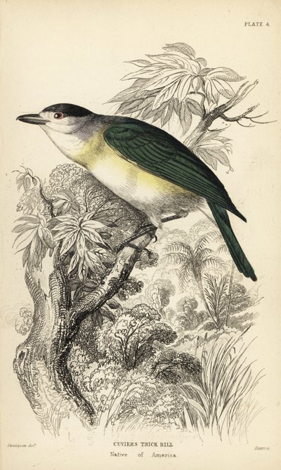 Green-backed Becard, Pachyramphus viridis (Cuvier