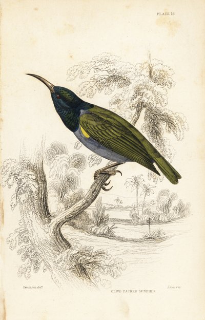 Green-headed Sunbird (Lower Guinea), Cyanomitra verticalis cyanocephala (Olive-backed Sunbird, Cinnyris chloronotus) by Unbekannter Künstler