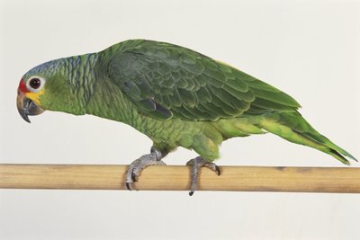 Green Parrot Walking on Wooden Bar, Side View by Unbekannt