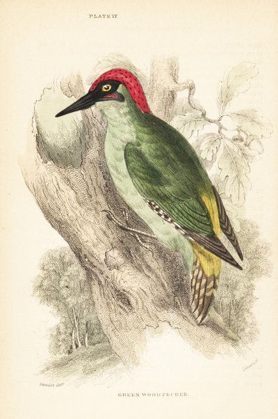 Green woodpecker perched on a tree by Unbekannter Künstler