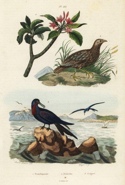 Grey-winged francolin, Scleroptila afra, great frigatebird, Fregata minor, and red frangipani, Plumeria rubra by Unbekannt