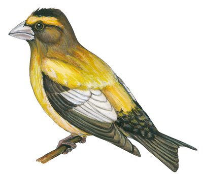 Evening grosbeak (Coccothraustes vespertinus) by Unbekannter Künstler