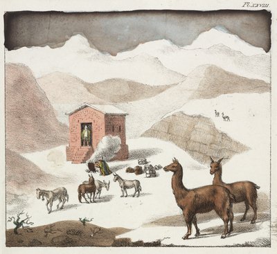 Guanacos, Valley of the Cuevas, Andes Mountains, Chile by Unbekannter Künstler