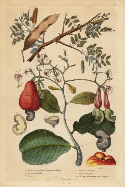 Gum Arabic Tree and Cashew Nut Tree by Unbekannt