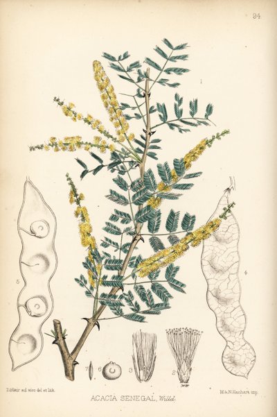 Gum arabic. Handcoloured lithograph by Hanhart after a botanical illustration by David Blair from Robert Bentley and Henry Trimen