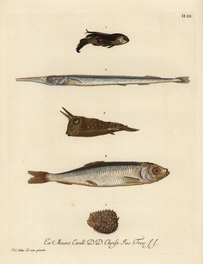 Gurnard, needlefish, longhorn cowfish, herring, and few-spined porcupinefish by Unbekannter Künstler