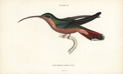 Hairy-legged hummingbird, Glaucis hirsutus (Rufos-breasted hermit, Trochilus hirsutus). Handcoloured steel engraving from Sir William Jardine