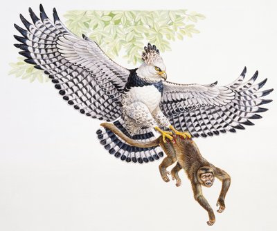 Harpy eagle, Harpia harpyja, catches a Capuchin monkey in its talons by Unbekannt