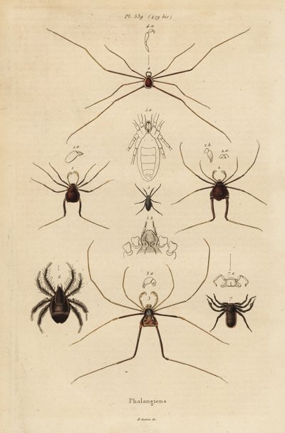 Harvestmen, harvesters or daddy longlegs, Opiliones species by Unbekannt