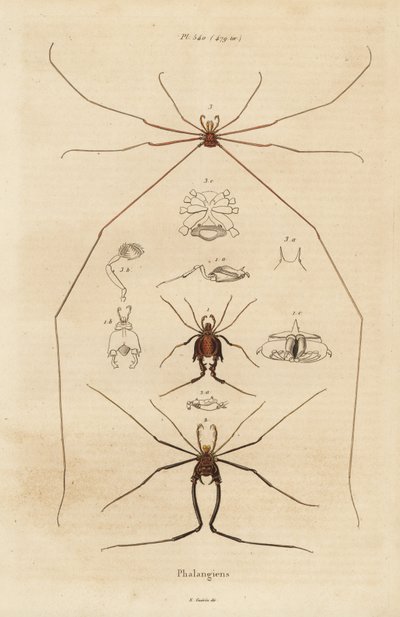 Harvestmen, harvesters or daddy longlegs, Opiliones species by Unbekannt